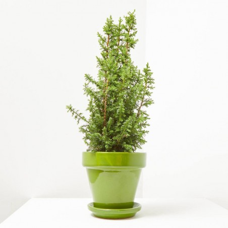 CHAMAECYPARIS TOP POINT MAETA 13CM