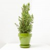 CHAMAECYPARIS TOP POINT MAETA 13CM