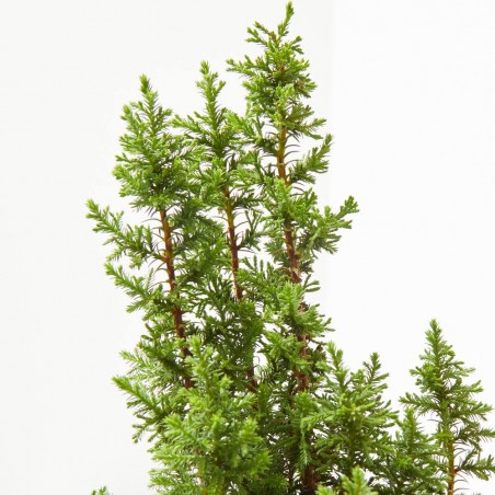 CHAMAECYPARIS TOP POINT MAETA 13CM