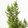 CHAMAECYPARIS TOP POINT MAETA 13CM