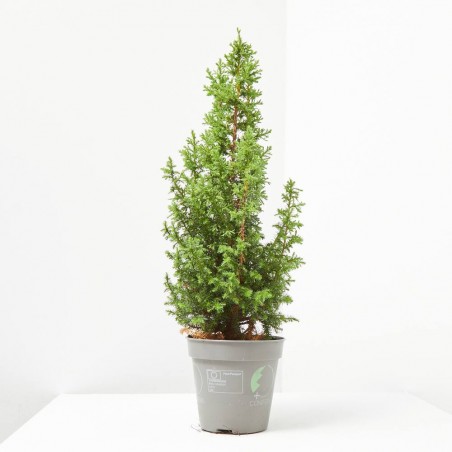 CHAMAECYPARIS TOP POINT MAETA 13CM