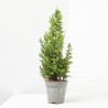 CHAMAECYPARIS TOP POINT MAETA 13CM