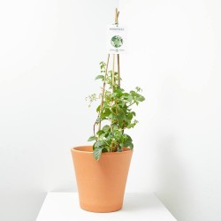 HORTENSIA TREPADORA 3L