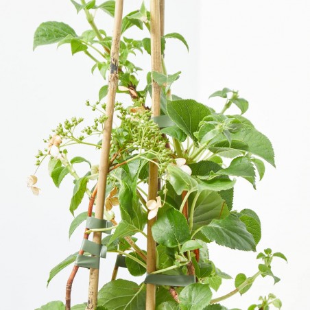 HORTENSIA TREPADORA 3L