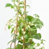 HORTENSIA TREPADORA 3L