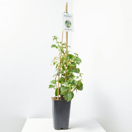 HORTENSIA TREPADORA 3L
