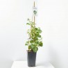 HORTENSIA TREPADORA 3L