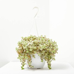 CRASSULA VARIEDADES MACETA 22CM COLGADOR