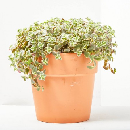 CRASSULA VARIEDADES MACETA 22CM COLGADOR
