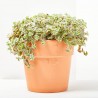 CRASSULA VARIEDADES MACETA 22CM COLGADOR