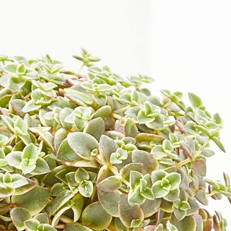 CRASSULA VARIEDADES MACETA 22CM COLGADOR