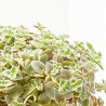CRASSULA VARIEDADES MACETA 22CM COLGADOR
