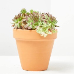 SEMPERVIVUM MACETA 13CM SPECIAL MIX