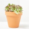 SEMPERVIVUM MACETA 13CM SPECIAL MIX