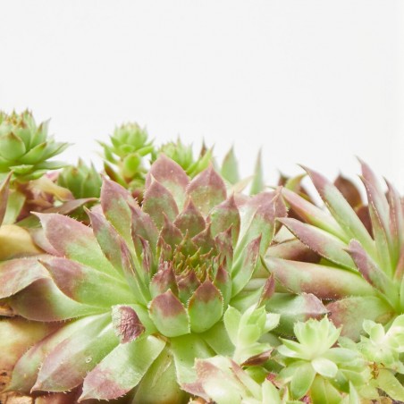 SEMPERVIVUM MACETA 13CM SPECIAL MIX