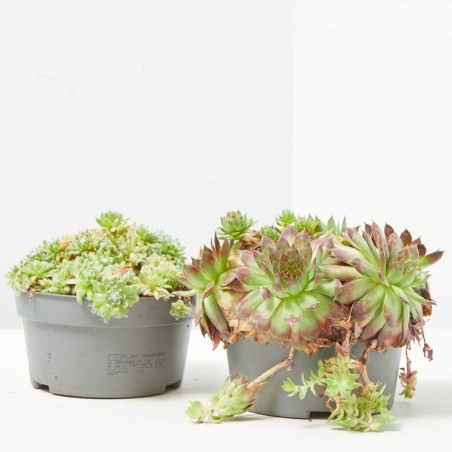 SEMPERVIVUM MACETA 13CM SPECIAL MIX