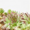 SEMPERVIVUM MACETA 13CM SPECIAL MIX