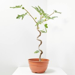 HIGUERA 5L COPA ESPIRAL