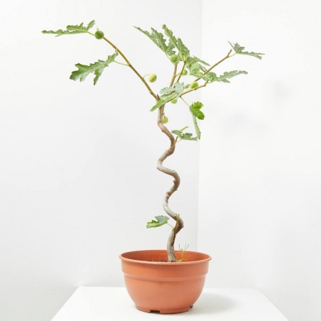 HIGUERA 5L COPA ESPIRAL