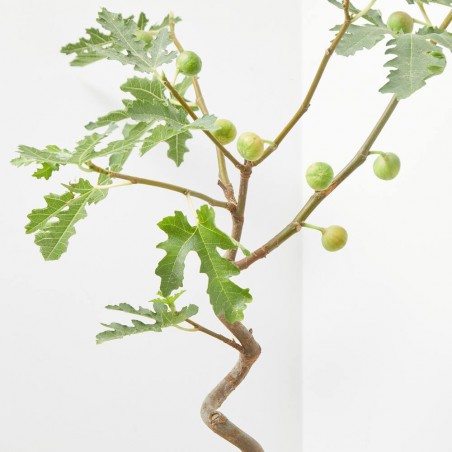 HIGUERA 5L COPA ESPIRAL