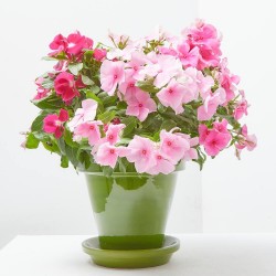VINCA