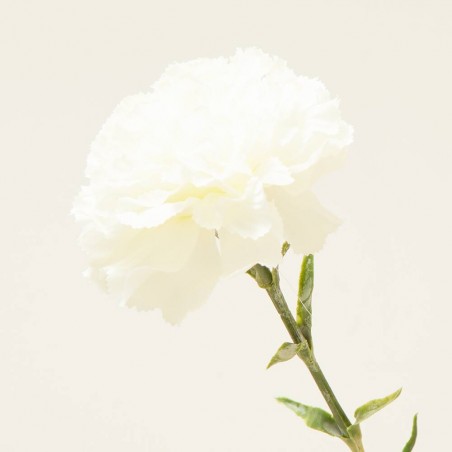 CLAVEL ARTIFICIAL BLANCO 67CM TALLO