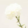 CLAVEL ARTIFICIAL BLANCO 67CM TALLO
