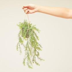 ESPARRAGUERA ARTIFICIAL MACETA COLGANTE 45CM