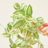 TRADESCANTIA ARTIFICIAL VERDE COLGANTE
