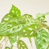 MONSTERA MONKEY ARTIFICIAL COLGANTE 90CM