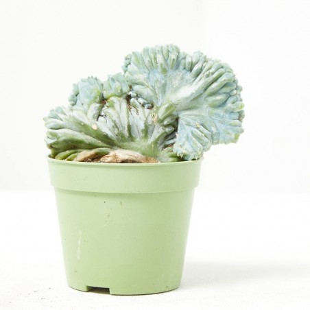 MYRTILLOCACTUS GEOMETRIZANS CRESTATA  M-6.5