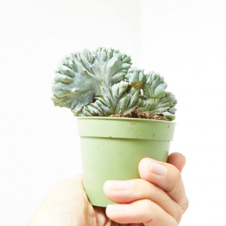 MYRTILLOCACTUS GEOMETRIZANS CRESTATA  M-6.5