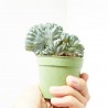 MYRTILLOCACTUS GEOMETRIZANS CRESTATA  M-6.5