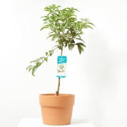 KUMQUAT COPA MACETA 5L
