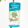 KUMQUAT COPA MACETA 5L