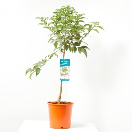 KUMQUAT COPA MACETA 5L