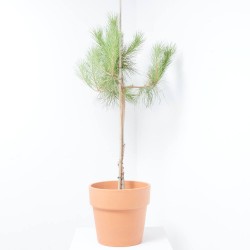 PINO PIÑONERO MACETA 10L