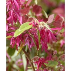LOROPETALUM