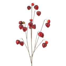 PHYSALIS BURDEOS 110CM