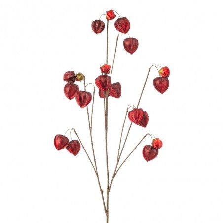 PHYSALIS BURDEOS 110CM