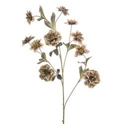 HELLEBORUS VERDE 112CM