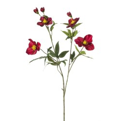 HELLEBORUS BURDEOS 112CM