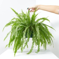 HELECHO COLGANTE MACETA 15CM