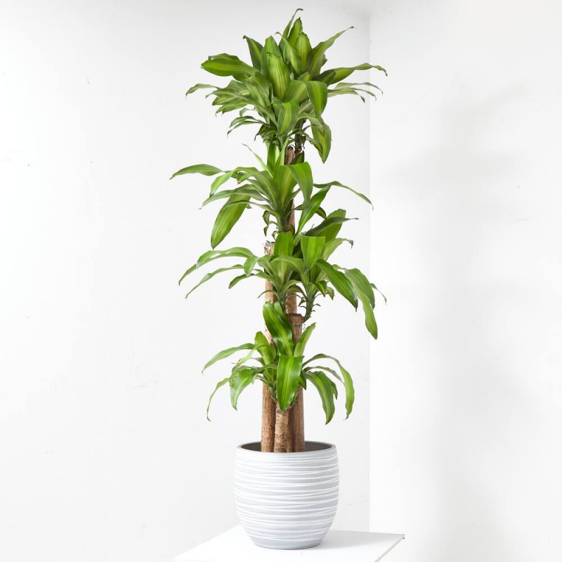 TRONCO DE BRASIL 10L + MACETERO DORIS GRIS D33CM