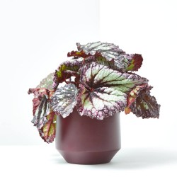 BEGONIA REX EXTRA MACETA 13CM