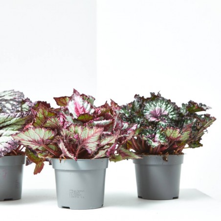 BEGONIA REX EXTRA MACETA 13CM