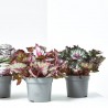 BEGONIA REX EXTRA MACETA 13CM
