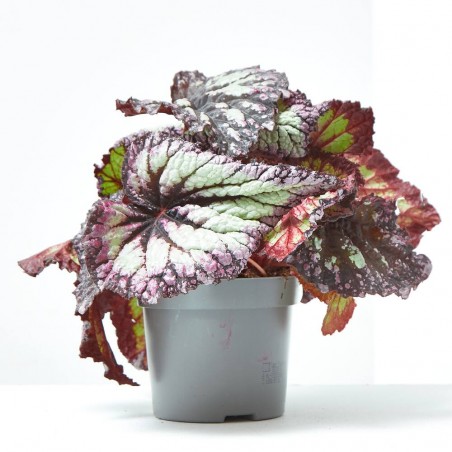 BEGONIA REX EXTRA MACETA 13CM