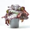 BEGONIA REX EXTRA MACETA 13CM