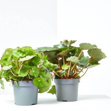 BEGONIA REX EXTRA MACETA 13CM